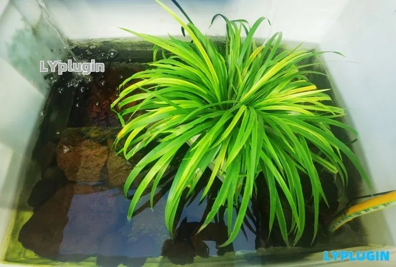 龜魚混養的仿自然原生態循環沉淀過濾池 - 老陽插件