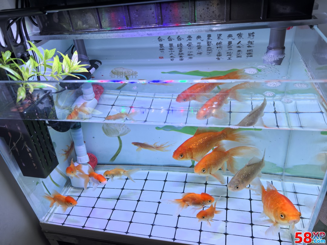 籠中鳥、缸底魚、球里人，都是被困養的 - 老陽插件